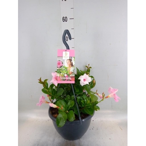Mandevilla am. 'Sundav Db Blush Pk'