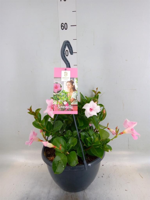 <h4>Mandevilla am. 'Sundav Db Blush Pk'</h4>