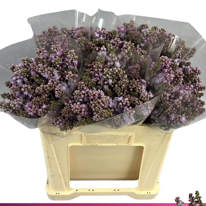 <h4>SYR V MICHEL BUCHNER</h4>