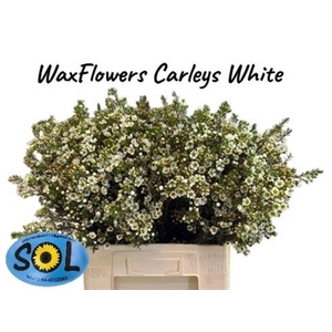 CHAME UN CARLYS WHIT