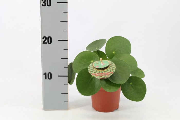 <h4>Pilea Peperomioides 10,5cm Frans etiket</h4>