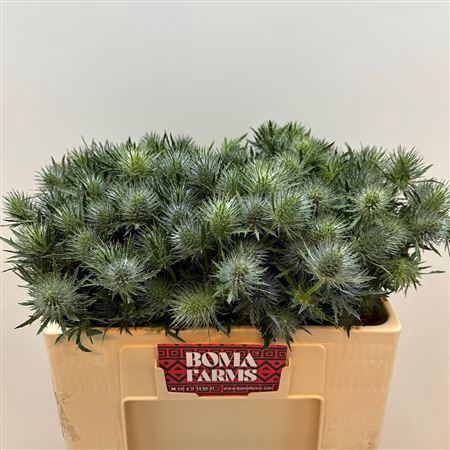 <h4>Eryn Mag Anita</h4>