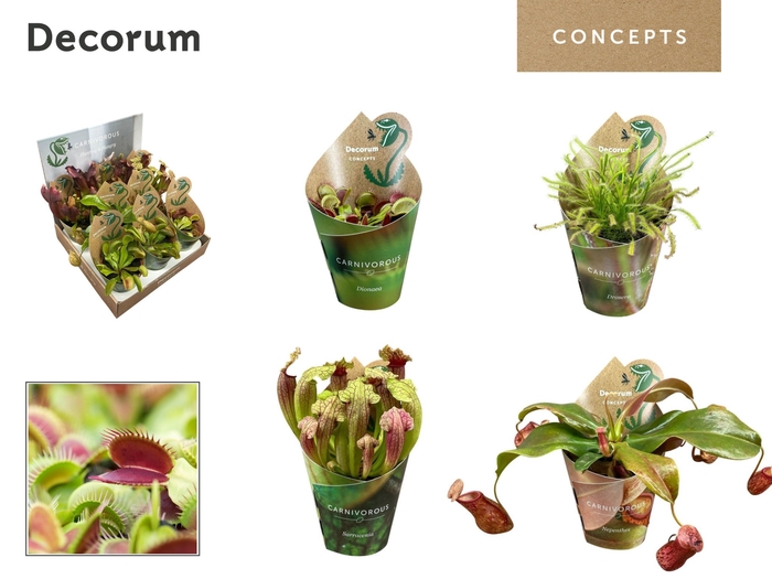 <h4>VLEESETENDE PLANTEN</h4>