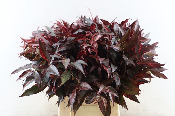 <h4>Leucothoe Rood</h4>