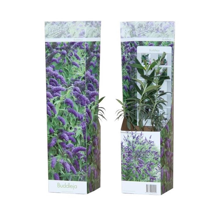 <h4>Buddleja 'Nanho Blue'</h4>