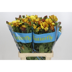 Ranunculus Butterfly Satyros