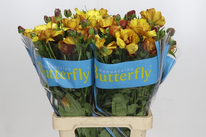 <h4>Ranunculus Butterfly Satyros</h4>