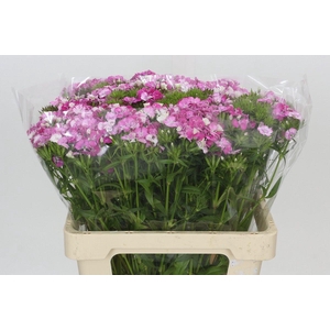 Dianthus Br Amazon Rose Magic