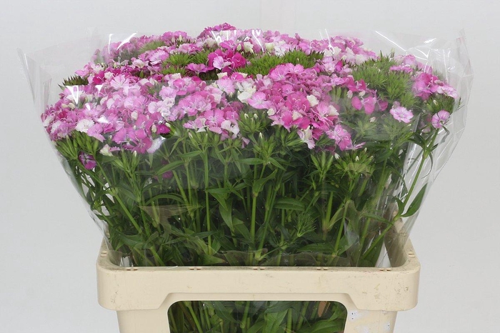 <h4>Dianthus Br Amazon Rose Magic</h4>