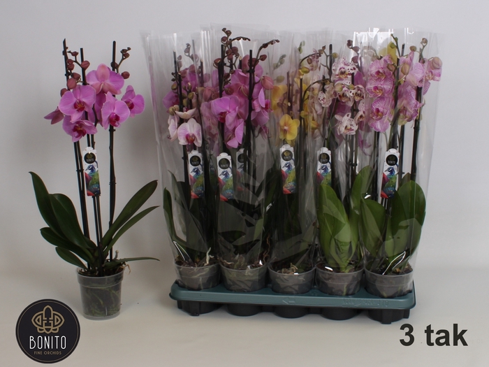 <h4>PHAL GEM 5 KL</h4>
