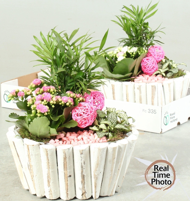 <h4>ARR KAMERPL</h4>