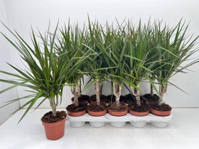 <h4>DRA MARGINATA</h4>