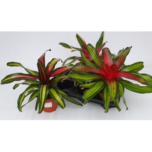 Neoregelia mixed 12Ø 30cm