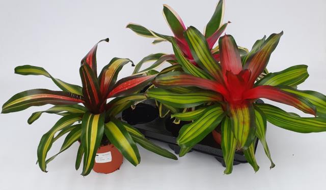 Neoregelia mixed 12Ø 30cm