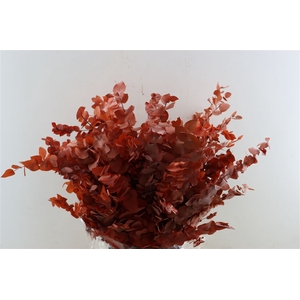 Pres Euca Stuartiana Apricot Bunch
