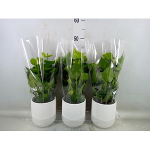 Anthurium andr. 'Smaragd'