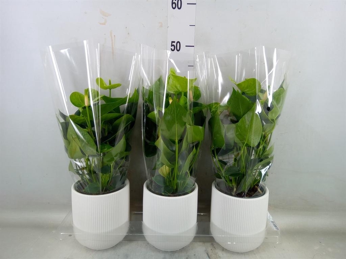 <h4>Anthurium andr. 'Smaragd'</h4>