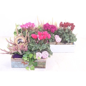 ARR TUINPLANTEN