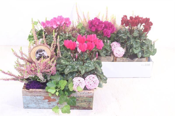 <h4>ARR TUINPLANTEN</h4>