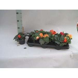 Begonia illumination mix