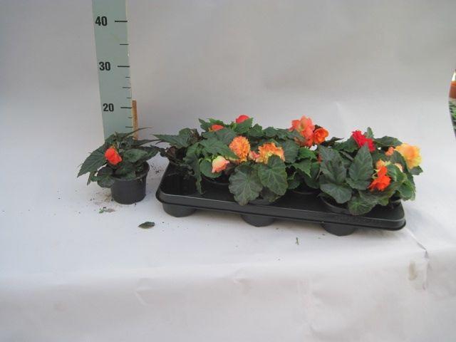 <h4>Begonia illumination mix</h4>