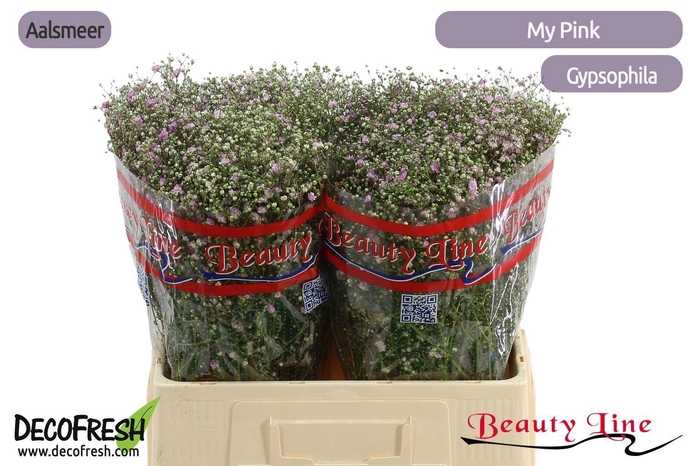 <h4>GYPS PA MY PINK</h4>