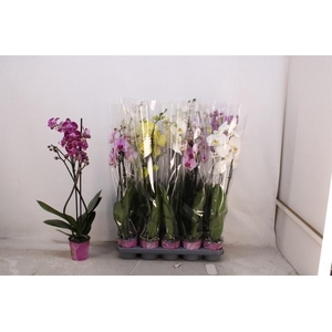 PHAL GEM 5 KL