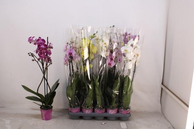 <h4>PHAL GEM 5 KL</h4>