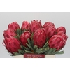 Protea Venus