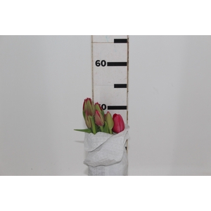 TULIPA VERMELHO COM BULBOS