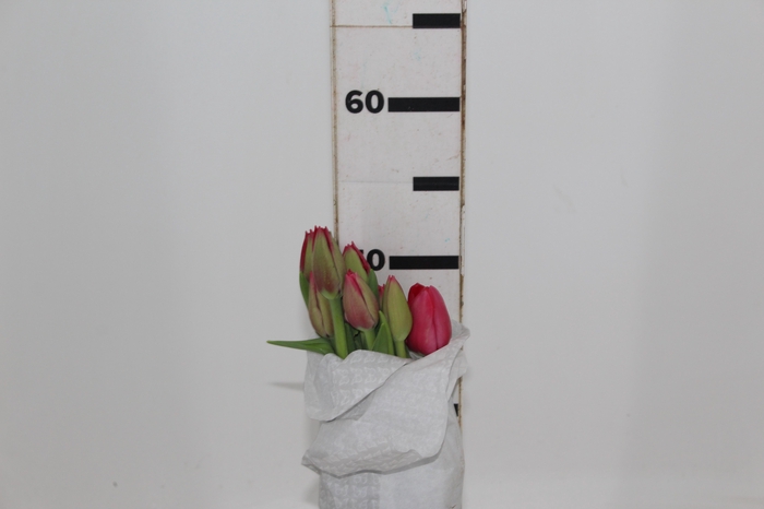 <h4>TULIPA VERMELHO COM BULBOS</h4>