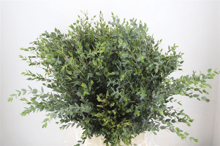 <h4>Euca Parvifolia 400gr P Bunch</h4>