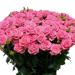 Rosa TR 'Emilia' FRANSEN