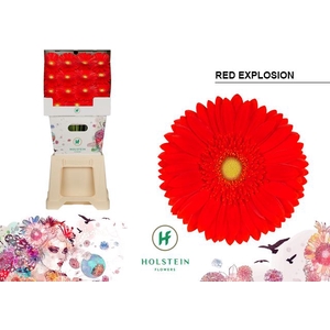 Gerbera Red Explosion Diamond
