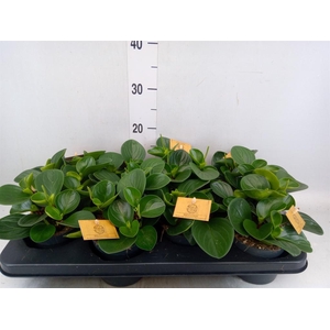 Peperomia obt. 'Red Canyon'
