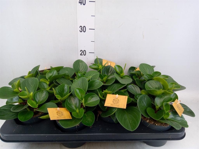 <h4>Peperomia obt. 'Red Canyon'</h4>