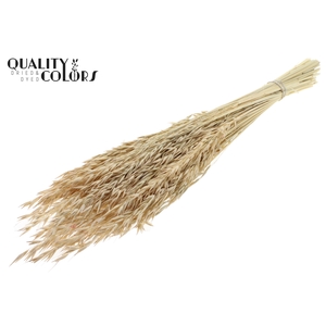 Avena per bunch Intense Frosted White