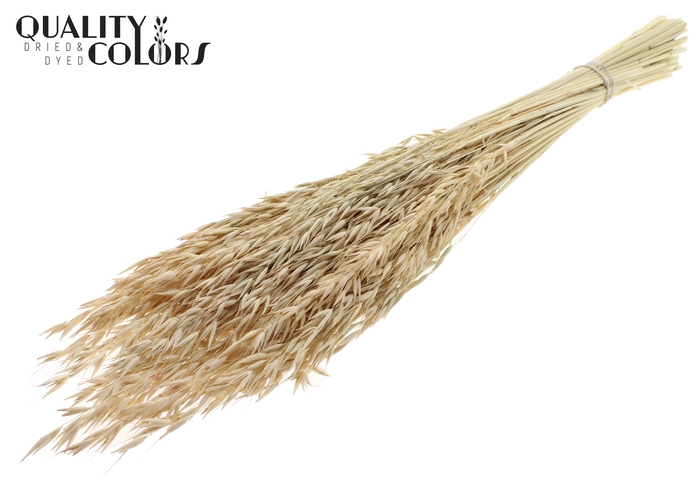 Avena per bunch Bleached Frosted White