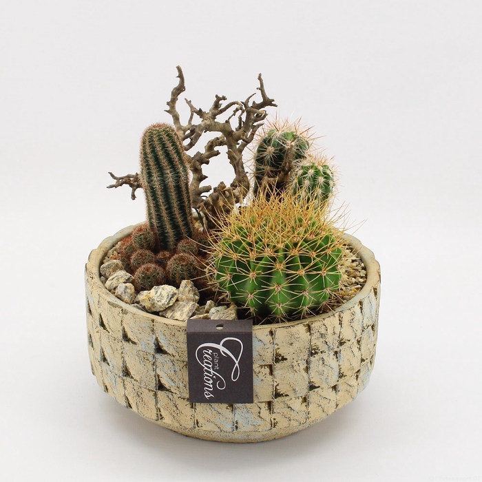 <h4>ARR CACTUS H%</h4>