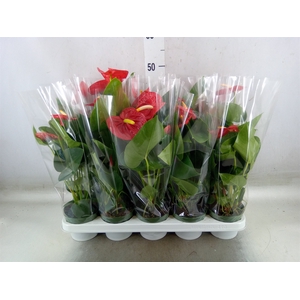 Anthurium andr. 'Royal Champion'