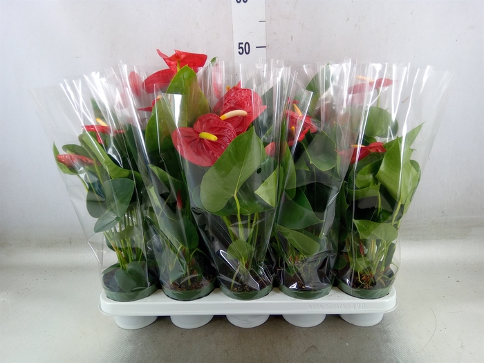 <h4>Anthurium andr. 'Royal Champion'</h4>