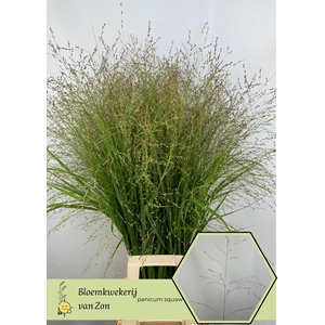 Panicum Squaw Frank Zon