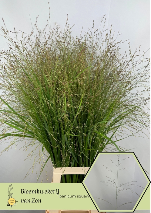 <h4>Panicum Squaw Frank Zon</h4>
