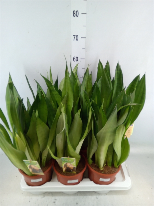 <h4>Sansevieria trifa. 'Moonshine'</h4>