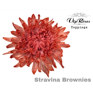 Chr G Stravina Brownies