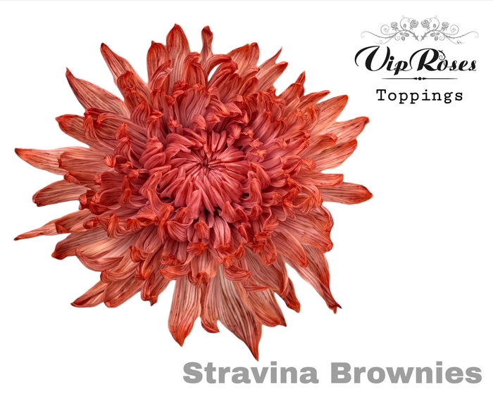 <h4>CHR G STRAVINA BROWNIES</h4>