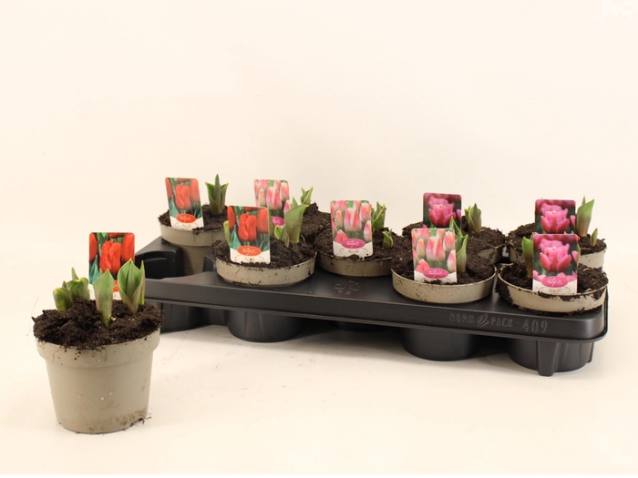 <h4>TUL GEM 3 KLEUREN</h4>