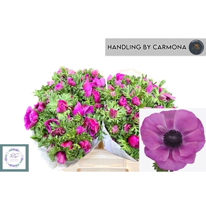 ANEM CO MIS + FUCSIA