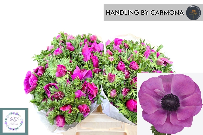 <h4>ANEM CO MIS + FUCSIA</h4>