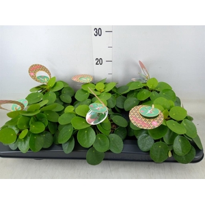 Pilea peperomioides